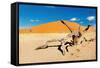 Namib Desert, Sossusvlei, Namibia-DmitryP-Framed Stretched Canvas