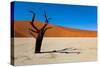 Namib Desert, Sossusvlei, Namibia-DR_Flash-Stretched Canvas