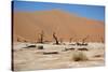 Namib Desert-Twentytwo-Stretched Canvas