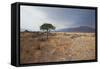 Namib-Naukluft National Park at Sunrise-Alex Saberi-Framed Stretched Canvas