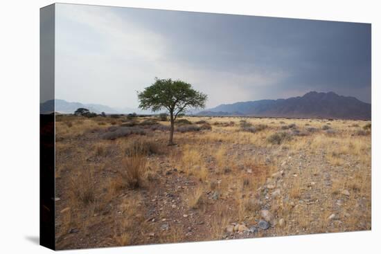 Namib-Naukluft National Park at Sunrise-Alex Saberi-Stretched Canvas