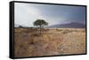 Namib-Naukluft National Park at Sunrise-Alex Saberi-Framed Stretched Canvas