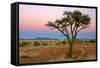 Namib Rand View over Dunes and Savannah Towards-null-Framed Stretched Canvas