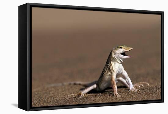 Namib Sand-diving Lizard-Tony Camacho-Framed Stretched Canvas