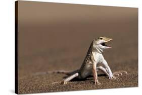 Namib Sand-diving Lizard-Tony Camacho-Stretched Canvas