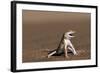 Namib Sand-diving Lizard-Tony Camacho-Framed Premium Photographic Print