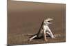 Namib Sand-diving Lizard-Tony Camacho-Mounted Premium Photographic Print