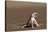 Namib Sand-diving Lizard-Tony Camacho-Stretched Canvas