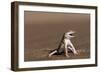 Namib Sand-diving Lizard-Tony Camacho-Framed Photographic Print