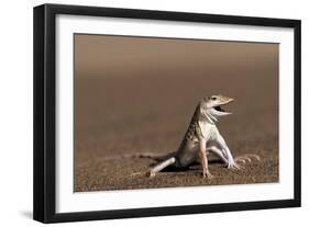 Namib Sand-diving Lizard-Tony Camacho-Framed Photographic Print