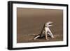 Namib Sand-diving Lizard-Tony Camacho-Framed Photographic Print