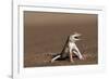 Namib Sand-diving Lizard-Tony Camacho-Framed Photographic Print