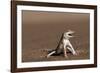 Namib Sand-diving Lizard-Tony Camacho-Framed Photographic Print