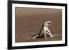 Namib Sand-diving Lizard-Tony Camacho-Framed Photographic Print