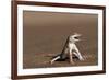 Namib Sand-diving Lizard-Tony Camacho-Framed Photographic Print