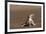 Namib Sand-diving Lizard-Tony Camacho-Framed Photographic Print