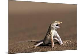 Namib Sand-diving Lizard-Tony Camacho-Mounted Photographic Print
