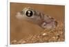 Namib sand gecko (Pachydactylus rangei) in sand, Swakopmund, Erongo, Namibia-Lucas Bustamante-Framed Photographic Print