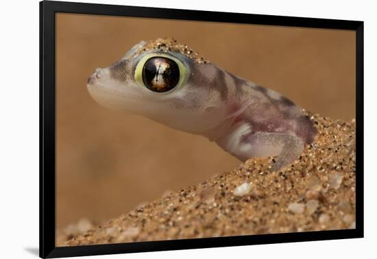 Namib sand gecko (Pachydactylus rangei) in sand, Swakopmund, Erongo, Namibia-Lucas Bustamante-Framed Photographic Print