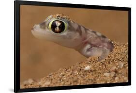 Namib sand gecko (Pachydactylus rangei) in sand, Swakopmund, Erongo, Namibia-Lucas Bustamante-Framed Photographic Print