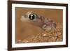 Namib sand gecko (Pachydactylus rangei) in sand, Swakopmund, Erongo, Namibia-Lucas Bustamante-Framed Photographic Print