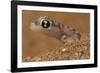 Namib sand gecko (Pachydactylus rangei) in sand, Swakopmund, Erongo, Namibia-Lucas Bustamante-Framed Photographic Print