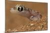 Namib sand gecko (Pachydactylus rangei) in sand, Swakopmund, Erongo, Namibia-Lucas Bustamante-Mounted Photographic Print