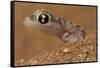 Namib sand gecko (Pachydactylus rangei) in sand, Swakopmund, Erongo, Namibia-Lucas Bustamante-Framed Stretched Canvas