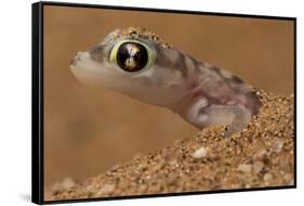 Namib sand gecko (Pachydactylus rangei) in sand, Swakopmund, Erongo, Namibia-Lucas Bustamante-Framed Stretched Canvas