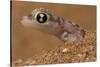 Namib sand gecko (Pachydactylus rangei) in sand, Swakopmund, Erongo, Namibia-Lucas Bustamante-Stretched Canvas