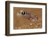 Namib sand gecko (Pachydactylus rangei) in sand, Swakopmund, Erongo, Namibia-Lucas Bustamante-Framed Photographic Print