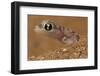 Namib sand gecko (Pachydactylus rangei) in sand, Swakopmund, Erongo, Namibia-Lucas Bustamante-Framed Photographic Print