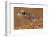 Namib sand gecko (Pachydactylus rangei) in sand, Swakopmund, Erongo, Namibia-Lucas Bustamante-Framed Photographic Print