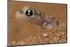 Namib sand gecko (Pachydactylus rangei) in sand, Swakopmund, Erongo, Namibia-Lucas Bustamante-Mounted Photographic Print
