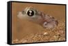 Namib sand gecko (Pachydactylus rangei) in sand, Swakopmund, Erongo, Namibia-Lucas Bustamante-Framed Stretched Canvas