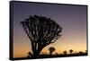 Namibia. A Quiver tree stands silhouetted against the rich hues of sunset in the Keetmanshoop area.-Brenda Tharp-Framed Stretched Canvas