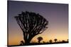 Namibia. A Quiver tree stands silhouetted against the rich hues of sunset in the Keetmanshoop area.-Brenda Tharp-Stretched Canvas