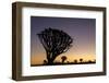 Namibia. A Quiver tree stands silhouetted against the rich hues of sunset in the Keetmanshoop area.-Brenda Tharp-Framed Photographic Print