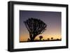 Namibia. A Quiver tree stands silhouetted against the rich hues of sunset in the Keetmanshoop area.-Brenda Tharp-Framed Photographic Print