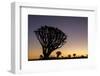 Namibia. A Quiver tree stands silhouetted against the rich hues of sunset in the Keetmanshoop area.-Brenda Tharp-Framed Photographic Print