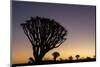 Namibia. A Quiver tree stands silhouetted against the rich hues of sunset in the Keetmanshoop area.-Brenda Tharp-Mounted Photographic Print