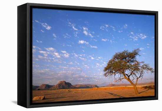 Namibia Acacia Tree-null-Framed Stretched Canvas