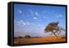 Namibia Acacia Tree-null-Framed Stretched Canvas