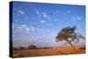 Namibia Acacia Tree-null-Stretched Canvas
