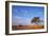 Namibia Acacia Tree-null-Framed Photographic Print