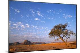 Namibia Acacia Tree-null-Mounted Photographic Print