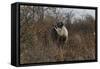 Namibia, Black Rhinoceros Standing amongst Bushes-Nosnibor137-Framed Stretched Canvas