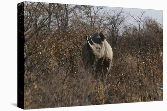 Namibia, Black Rhinoceros Standing amongst Bushes-Nosnibor137-Stretched Canvas