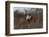 Namibia Black Rhinoceros Standing amongst Bushes-Nosnibor137-Framed Photographic Print