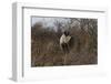 Namibia Black Rhinoceros Standing amongst Bushes-Nosnibor137-Framed Photographic Print